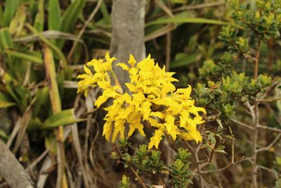 Cyrtochilum revolutum, photographed by Andrés Ramírez-Barrera