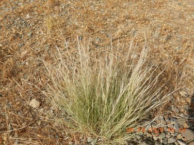 Aristida purpurea, photographed by Parker Hopkins