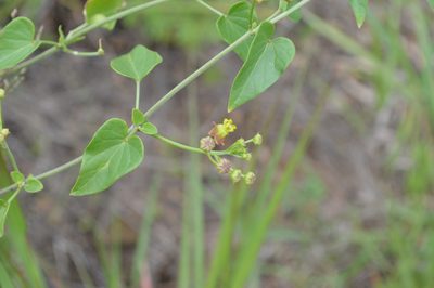 Cynanchum insipidum, photographed by Hildegard Klein