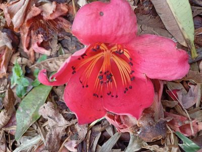 Bombax ceiba, photographed by Rama Narayanan