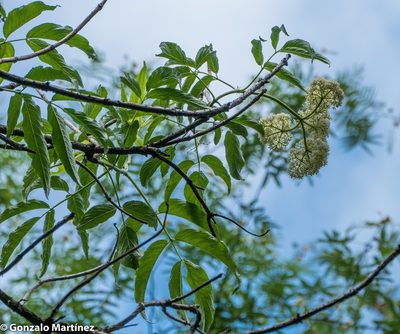 Sambucus peruviana, photographed by Gonzalo Martinez