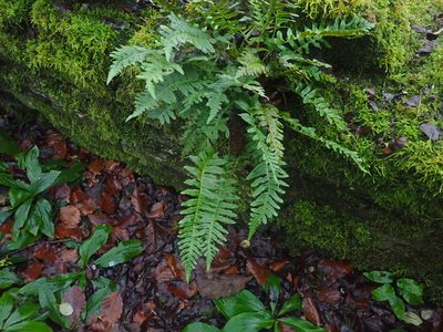 Polypodium interjectum, photographed by John Lyden