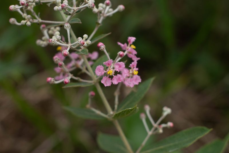 Banisteriopsis campestris, photographed by Márcia Martins