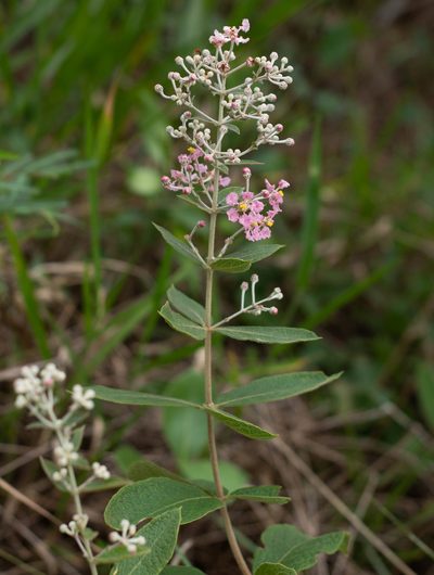 Banisteriopsis campestris, photographed by Márcia Martins