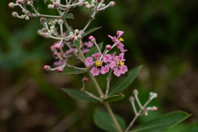 Banisteriopsis campestris, photographed by Márcia Martins