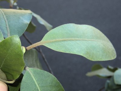 Pittosporum ellipticum, photographed by Paul Bell-Butler