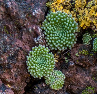 Monanthes pallens, photographed by Bob Walker