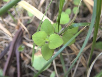Mentha cunninghamii, photographed by Paul Bell-Butler