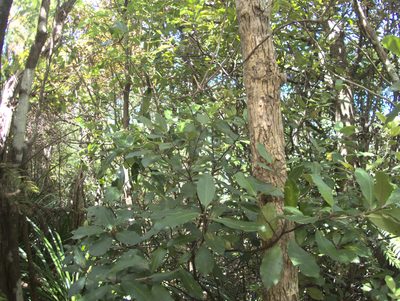 Pittosporum ellipticum, photographed by Paul Bell-Butler