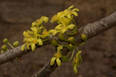 Dillenia pentagyna, photographed by S.MORE