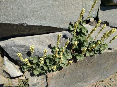 Elmera racemosa, photographed by John Brew