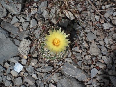 Coryphantha retusa, photographed by Eugenio Padilla