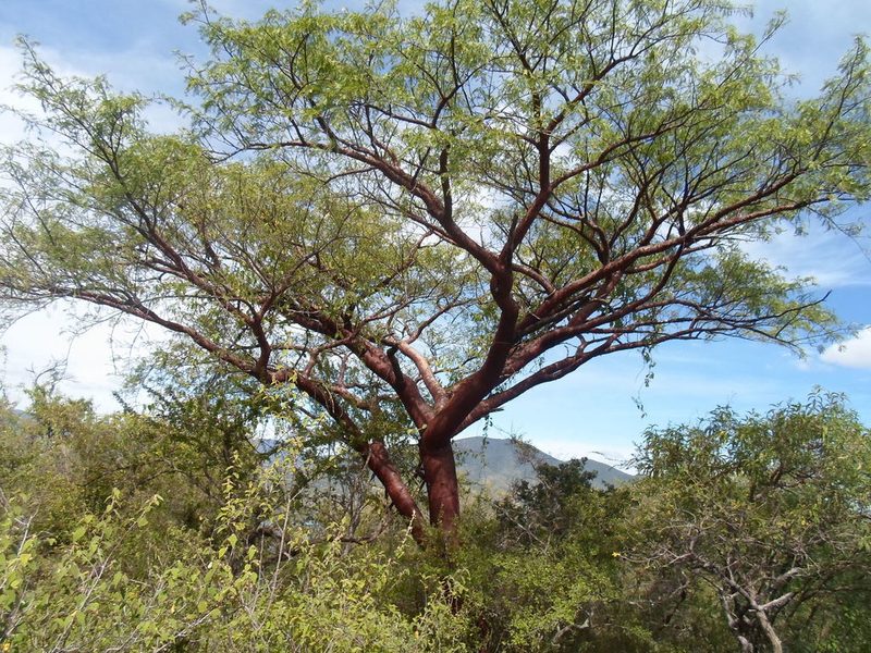 Bursera morelensis, photographed by Eugenio Padilla