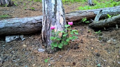 Paeonia daurica, photographed by Denis Ibaev
