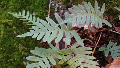 Polypodium appalachianum, photographed by John Abrams
