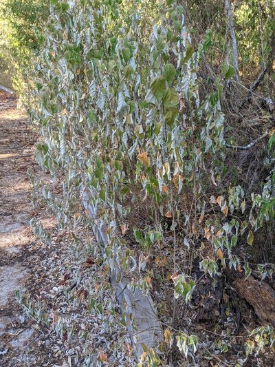 Croton sonorae, photographed by Lyrae