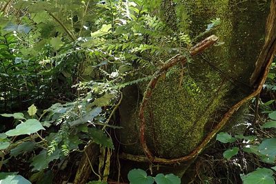 Metrosideros colensoi, photographed by Duncan Cunningham
