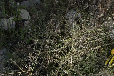 Lepidium graminifolium, photographed by Eleftherios Katsillis