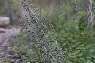 Micromeria myrtifolia, photographed by Eleftherios Katsillis
