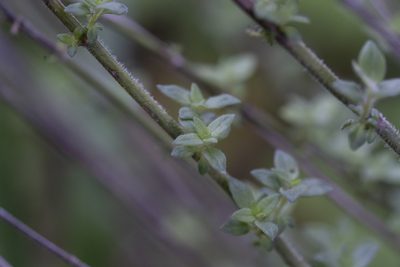 Micromeria myrtifolia, photographed by Eleftherios Katsillis