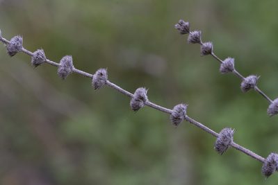 Micromeria myrtifolia, photographed by Eleftherios Katsillis