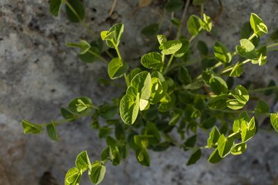 Aristolochia parvifolia, photographed by Eleftherios Katsillis