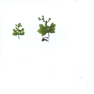 Hymenophyllum cupressiforme, photographed by Sarah Richardson