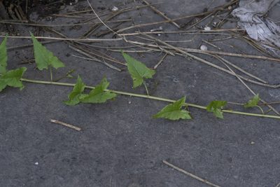 Convolvulus scammonia, photographed by Eleftherios Katsillis