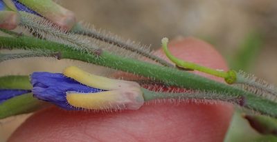 Heliophila linearis, photographed by Nicola van Berkel