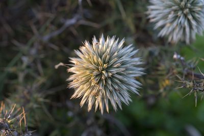 Echinops spinosissimus, photographed by Eleftherios Katsillis