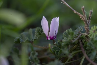 Cyclamen maritimum, photographed by Eleftherios Katsillis