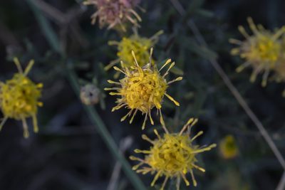 Galatella cretica, photographed by Eleftherios Katsillis