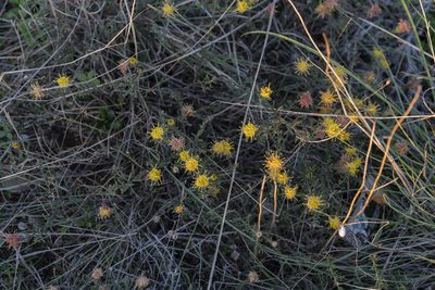 Galatella cretica, photographed by Eleftherios Katsillis