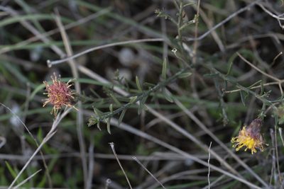Galatella cretica, photographed by Eleftherios Katsillis