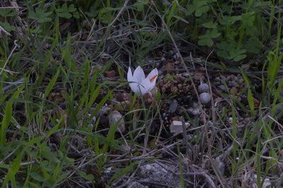 Crocus tournefortii, photographed by Eleftherios Katsillis