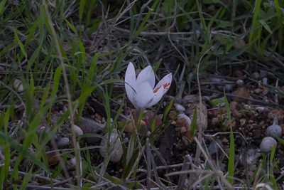 Crocus tournefortii, photographed by Eleftherios Katsillis