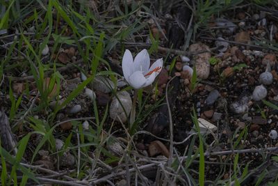 Crocus tournefortii, photographed by Eleftherios Katsillis