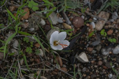 Crocus tournefortii, photographed by Eleftherios Katsillis