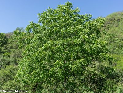 Juglans australis, photographed by Gonzalo Martinez