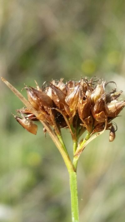 Rhynchospora baldwinii, photographed by Jay Horn