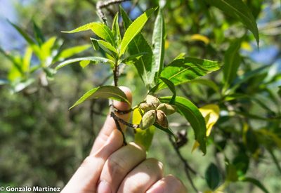 Kageneckia lanceolata, photographed by Gonzalo Martinez