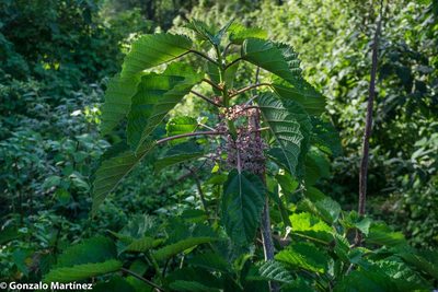 Urera baccifera, photographed by Gonzalo Martinez
