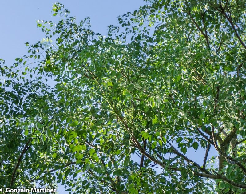 Aralia soratensis, photographed by Gonzalo Martinez
