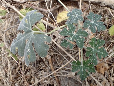 Cucurbita cordata, photographed by Sue Carnahan