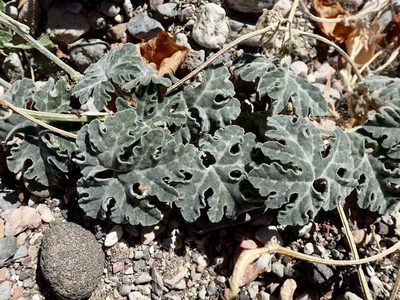 Cucurbita cordata, photographed by Sue Carnahan