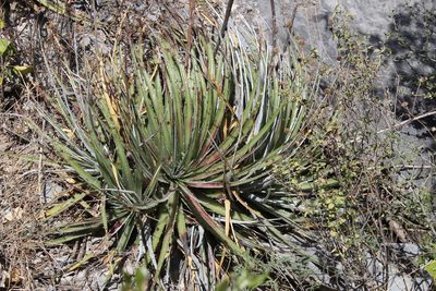 Hechtia glomerata, photographed by Francisco Martínez González
