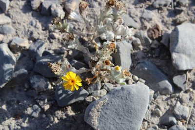 Thymophylla micropoides, photographed by Francisco Martínez González