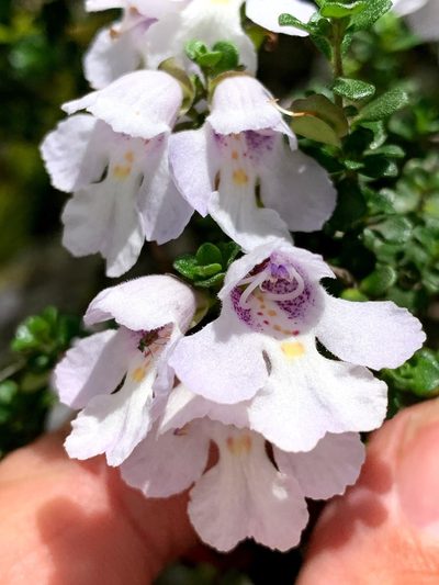 Prostanthera cuneata, photographed by Lukas Clews