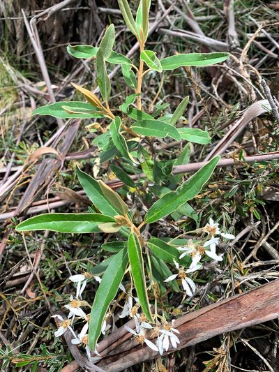 Olearia megalophylla, photographed by Lukas Clews