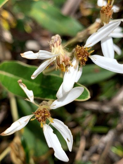 Olearia megalophylla, photographed by Lukas Clews
